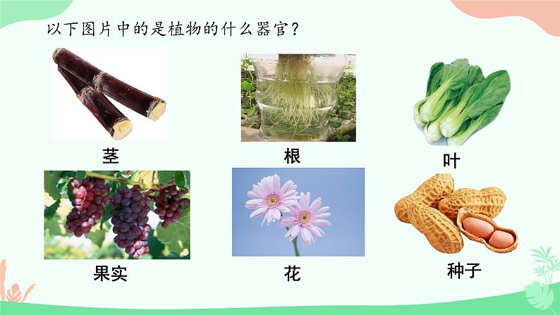 初中 生物 人教版(2024) 七年级上册 第一单元 生物和细胞 第三章第三节 植物体的结构层次 课件第6页