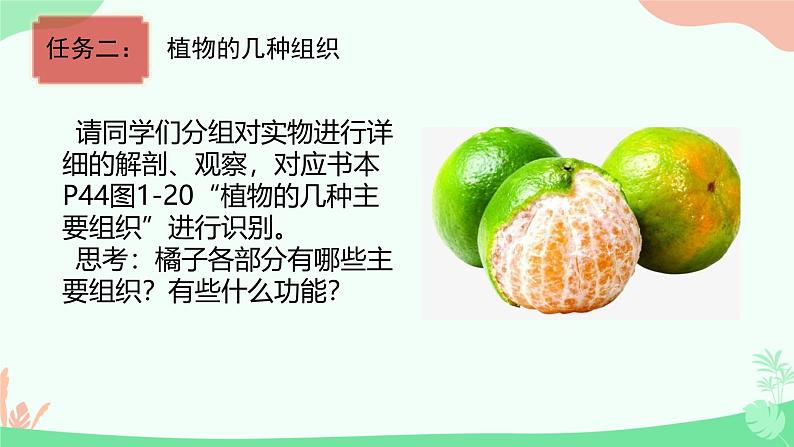 初中 生物 人教版(2024) 七年级上册 第一单元 生物和细胞 第三章第三节 植物体的结构层次 课件第8页