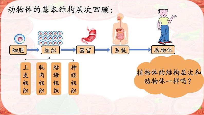 初中 生物 人教版(2024) 七年级上册 第一单元 生物和细胞 第三章第三节 植物体的结构层次 课件第2页