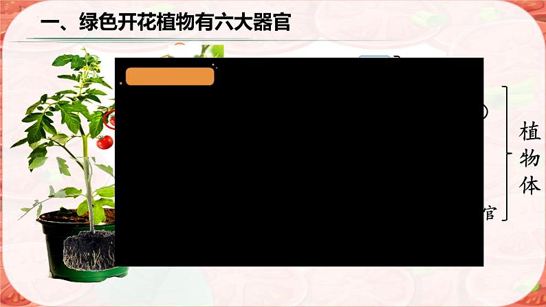 初中 生物 人教版(2024) 七年级上册 第一单元 生物和细胞 第三章第三节 植物体的结构层次 课件第3页