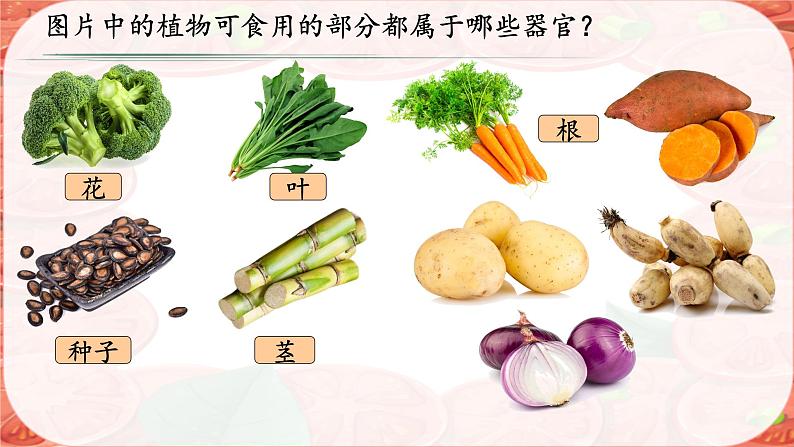 初中 生物 人教版(2024) 七年级上册 第一单元 生物和细胞 第三章第三节 植物体的结构层次 课件第4页