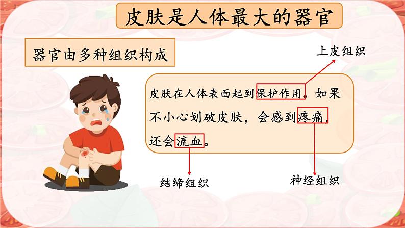 初中 生物 人教版(2024) 七年级上册 第一单元 生物和细胞 第三章第三节 植物体的结构层次 课件第5页