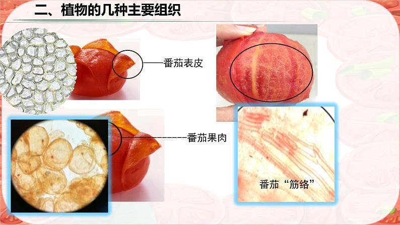 初中 生物 人教版(2024) 七年级上册 第一单元 生物和细胞 第三章第三节 植物体的结构层次 课件第7页