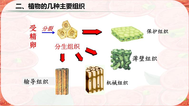 初中 生物 人教版(2024) 七年级上册 第一单元 生物和细胞 第三章第三节 植物体的结构层次 课件第8页