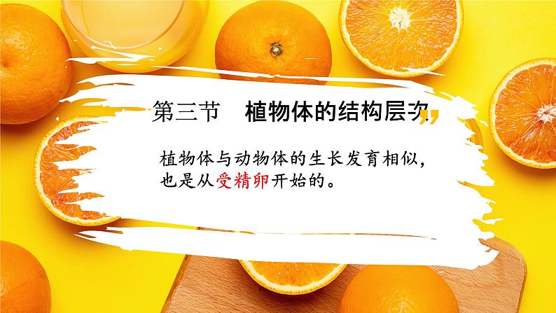初中 生物 人教版(2024) 七年级上册 第一单元 生物和细胞 第三章第三节 植物体的结构层次 课件02
