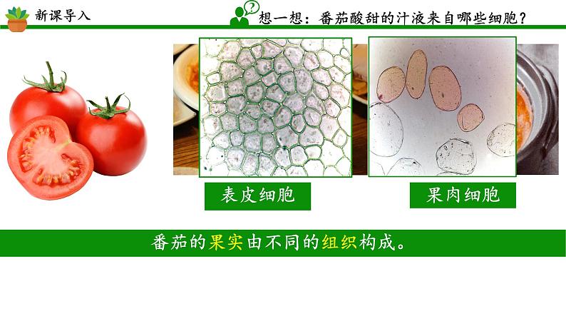 初中 生物 人教版(2024) 七年级上册 第一单元 生物和细胞 第三章第三节 植物体的结构层次 课件03