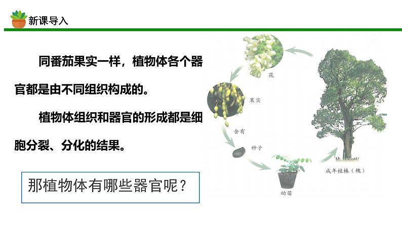 初中 生物 人教版(2024) 七年级上册 第一单元 生物和细胞 第三章第三节 植物体的结构层次 课件04
