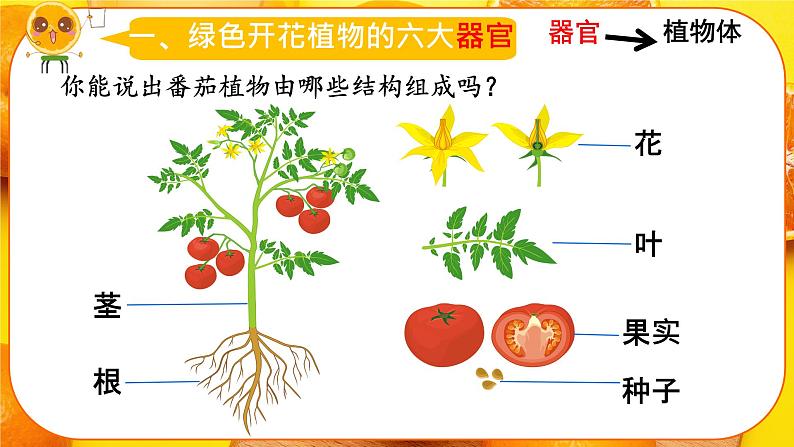 初中 生物 人教版(2024) 七年级上册 第一单元 生物和细胞 第三章第三节 植物体的结构层次 课件05