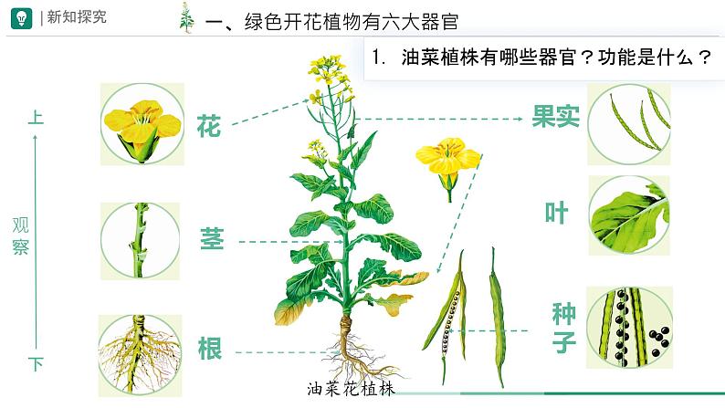 初中 生物 人教版(2024) 七年级上册 第一单元 生物和细胞 第三章第三节 植物体的结构层次 课件06