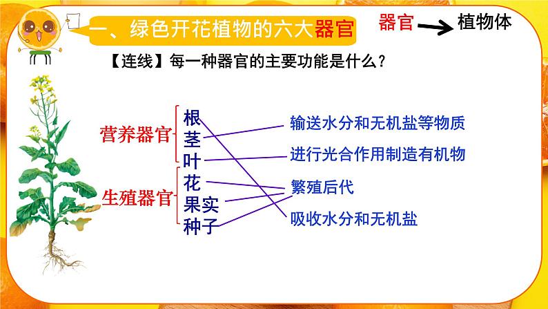 初中 生物 人教版(2024) 七年级上册 第一单元 生物和细胞 第三章第三节 植物体的结构层次 课件07