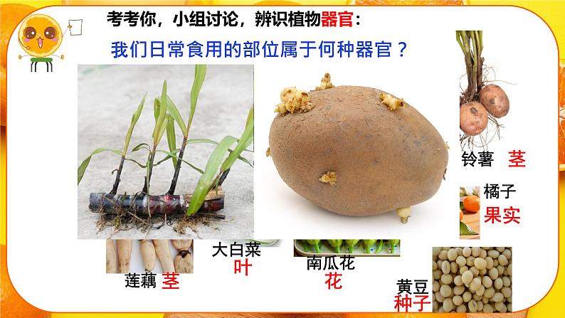 初中 生物 人教版(2024) 七年级上册 第一单元 生物和细胞 第三章第三节 植物体的结构层次 课件08