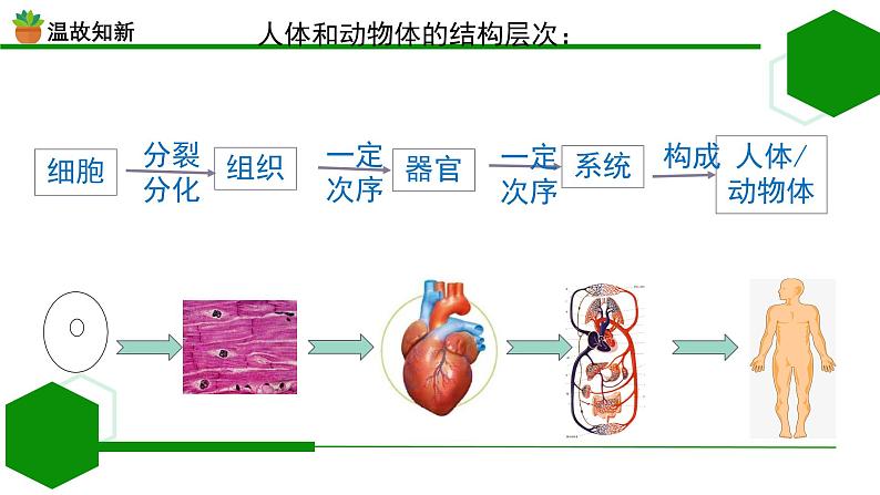 初中 生物 人教版(2024) 七年级上册 第一单元 生物和细胞 第三章第三节 植物体的结构层次 课件第3页