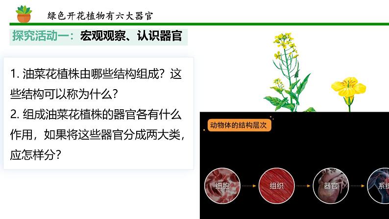 初中 生物 人教版(2024) 七年级上册 第一单元 生物和细胞 第三章第三节 植物体的结构层次 课件第6页