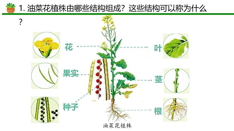 初中 生物 人教版(2024) 七年级上册 第一单元 生物和细胞 第三章第三节 植物体的结构层次 课件第7页