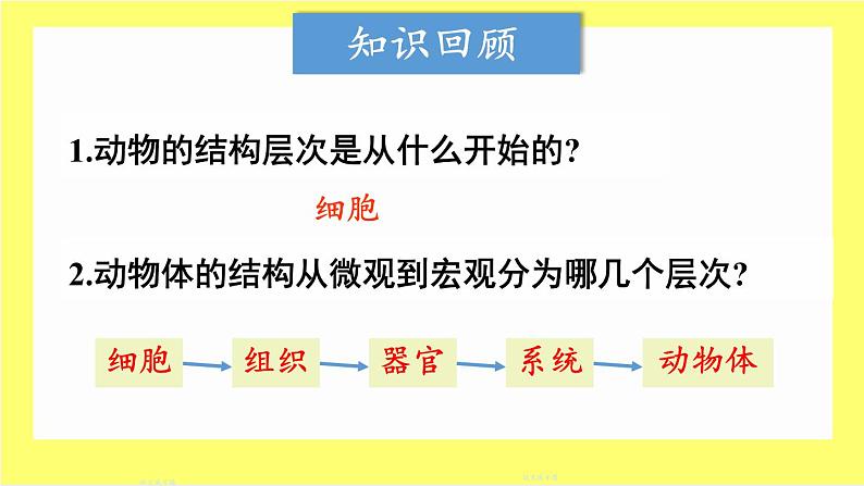 初中 生物 人教版(2024) 七年级上册 第一单元 生物和细胞 第三章第三节 植物体的结构层次 课件02