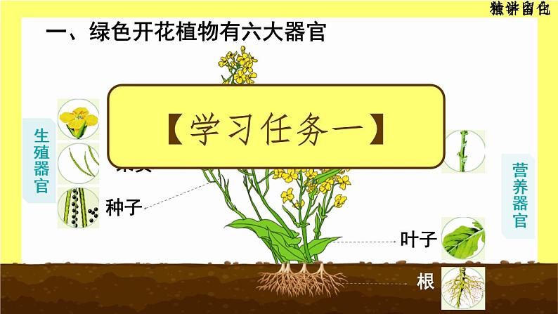 初中 生物 人教版(2024) 七年级上册 第一单元 生物和细胞 第三章第三节 植物体的结构层次 课件03