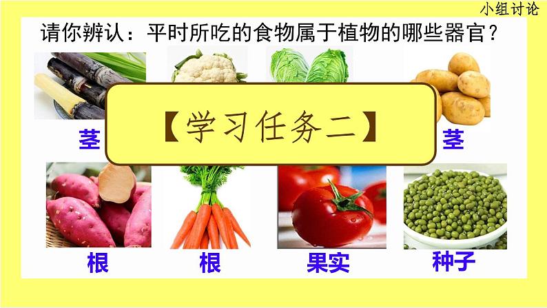 初中 生物 人教版(2024) 七年级上册 第一单元 生物和细胞 第三章第三节 植物体的结构层次 课件04