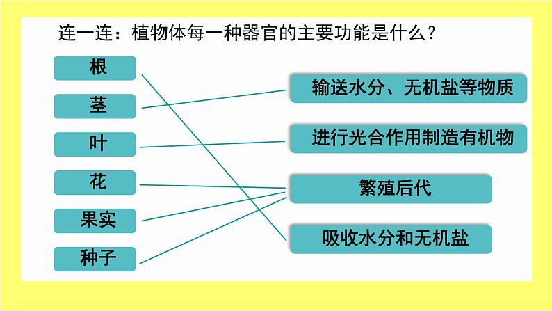 初中 生物 人教版(2024) 七年级上册 第一单元 生物和细胞 第三章第三节 植物体的结构层次 课件05