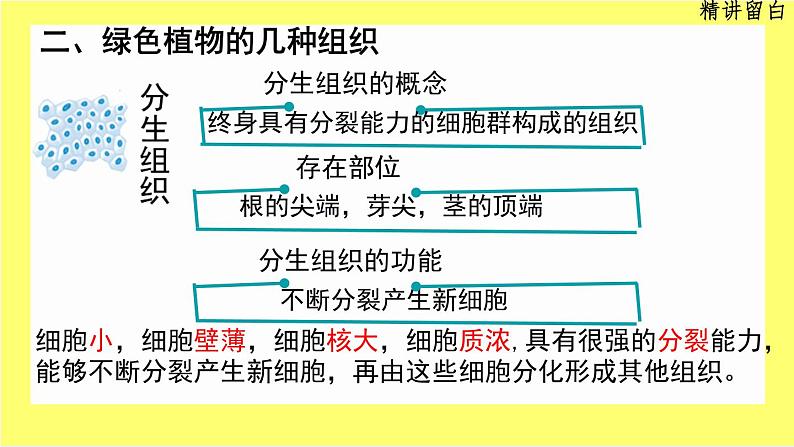 初中 生物 人教版(2024) 七年级上册 第一单元 生物和细胞 第三章第三节 植物体的结构层次 课件06