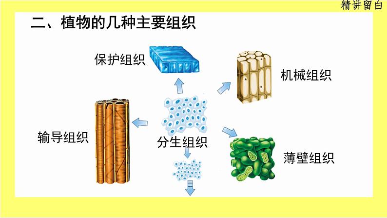 初中 生物 人教版(2024) 七年级上册 第一单元 生物和细胞 第三章第三节 植物体的结构层次 课件07