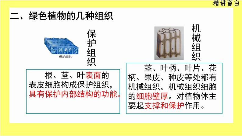 初中 生物 人教版(2024) 七年级上册 第一单元 生物和细胞 第三章第三节 植物体的结构层次 课件08