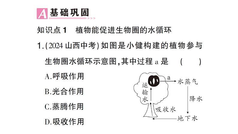 初中生物新北师大版七年级上册第3单元第4章第6节 植物在生物圈中的作用作业课件2024秋第5页