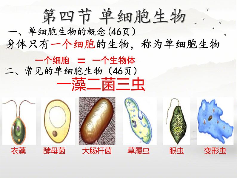初中 生物 人教版(2024) 七年级上册 第一单元 生物和细胞 第三章第四节 单细胞生物 课件第2页