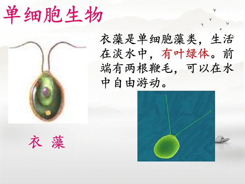 初中 生物 人教版(2024) 七年级上册 第一单元 生物和细胞 第三章第四节 单细胞生物 课件第3页