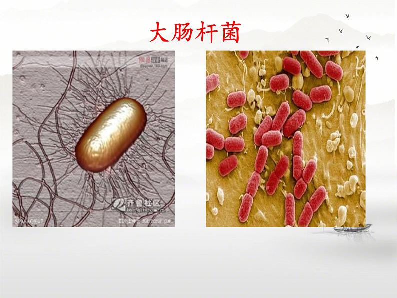 初中 生物 人教版(2024) 七年级上册 第一单元 生物和细胞 第三章第四节 单细胞生物 课件第4页