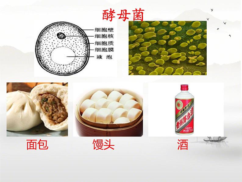 初中 生物 人教版(2024) 七年级上册 第一单元 生物和细胞 第三章第四节 单细胞生物 课件第5页