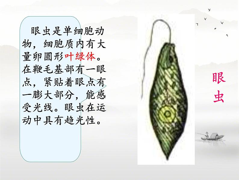 初中 生物 人教版(2024) 七年级上册 第一单元 生物和细胞 第三章第四节 单细胞生物 课件第6页