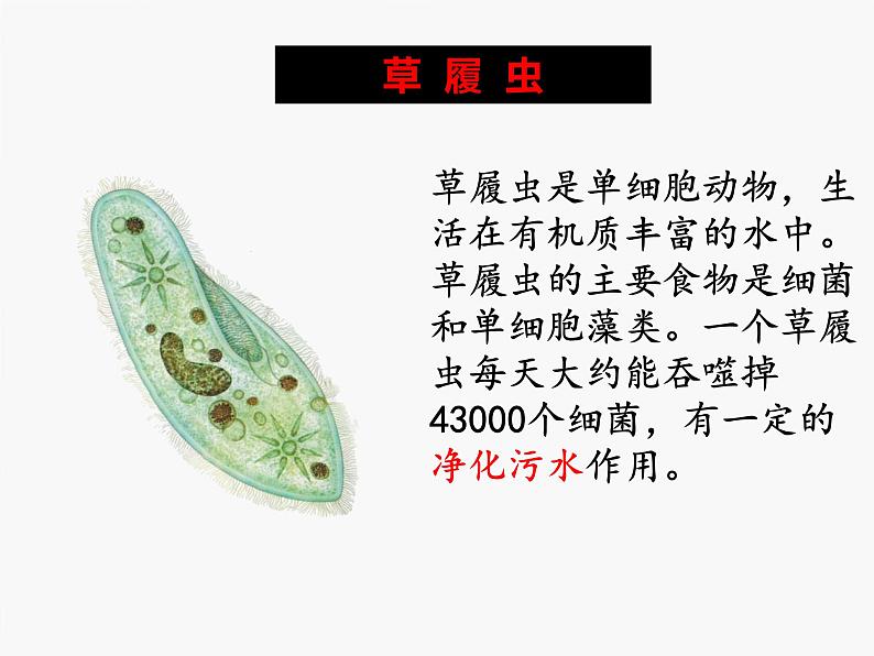 初中 生物 人教版(2024) 七年级上册 第一单元 生物和细胞 第三章第四节 单细胞生物 课件第8页