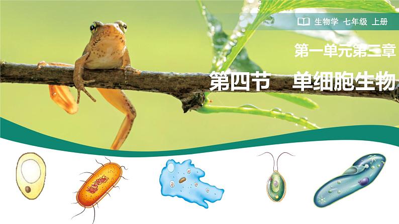 初中 生物 人教版(2024) 七年级上册 第一单元 生物和细胞 第三章第四节 单细胞生物 课件01