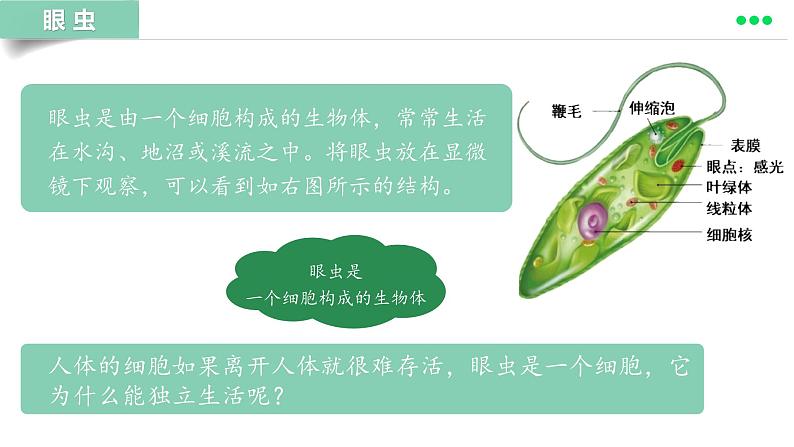 初中 生物 人教版(2024) 七年级上册 第一单元 生物和细胞 第三章第四节 单细胞生物 课件04