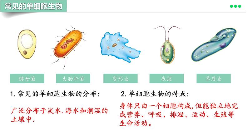 初中 生物 人教版(2024) 七年级上册 第一单元 生物和细胞 第三章第四节 单细胞生物 课件05