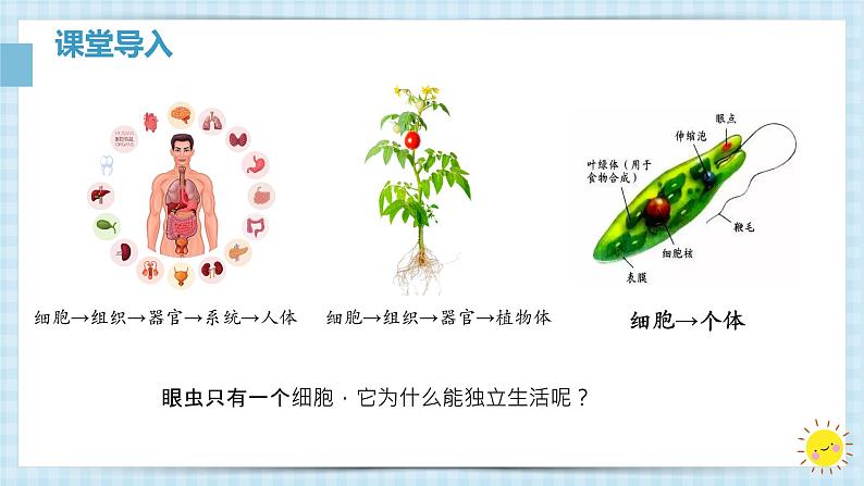 初中 生物 人教版(2024) 七年级上册 第一单元 生物和细胞 第三章第四节 单细胞生物 课件第2页