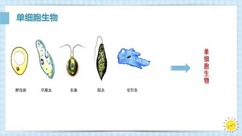 初中 生物 人教版(2024) 七年级上册 第一单元 生物和细胞 第三章第四节 单细胞生物 课件第3页