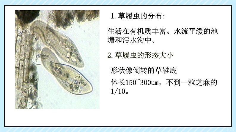 初中 生物 人教版(2024) 七年级上册 第一单元 生物和细胞 第三章第四节 单细胞生物 课件第4页