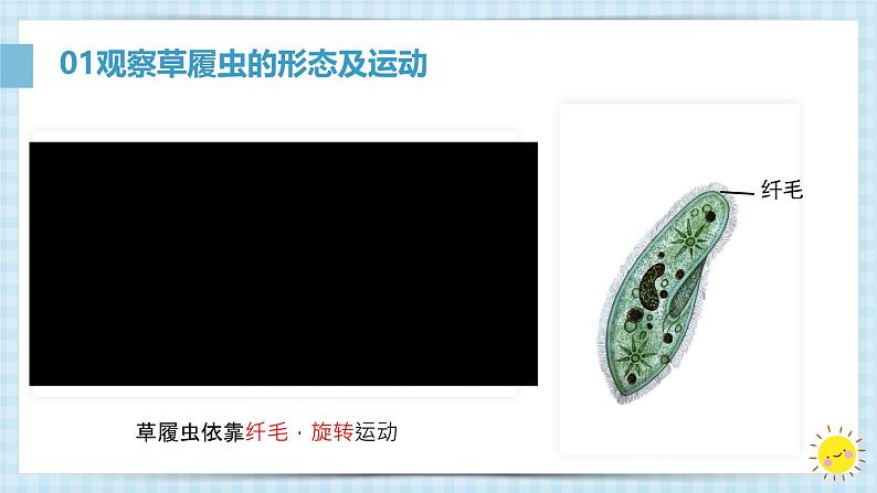 初中 生物 人教版(2024) 七年级上册 第一单元 生物和细胞 第三章第四节 单细胞生物 课件第7页