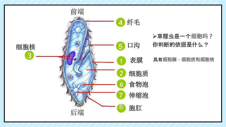 初中 生物 人教版(2024) 七年级上册 第一单元 生物和细胞 第三章第四节 单细胞生物 课件第8页