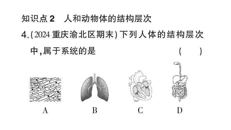 初中生物新北师大版七年级上册第2单元第3章第3节 生物体的器官、系统作业课件2024秋第7页