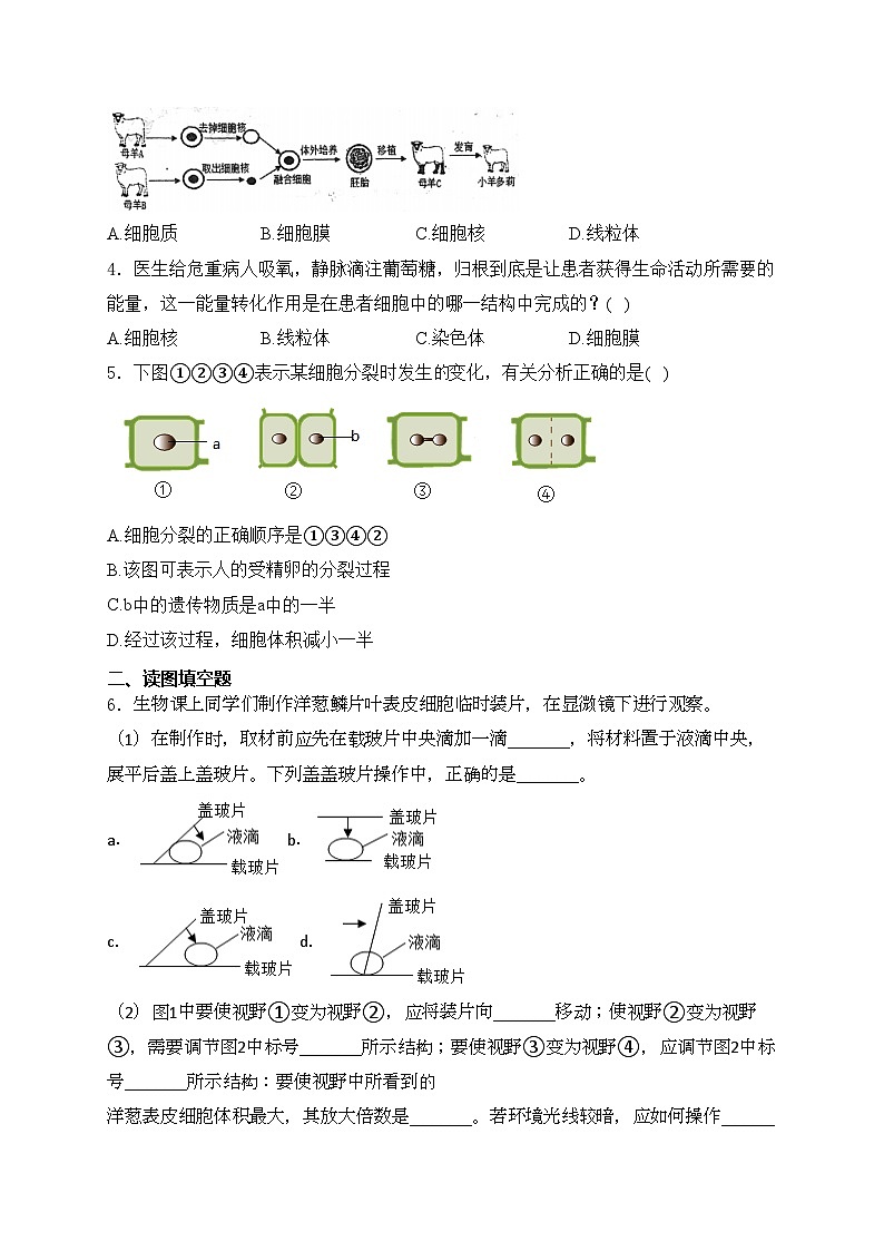 鄂尔多斯市第一中学伊金霍洛校区2024-2025学年七年级上学期10月月考生物试卷(含答案)第2页