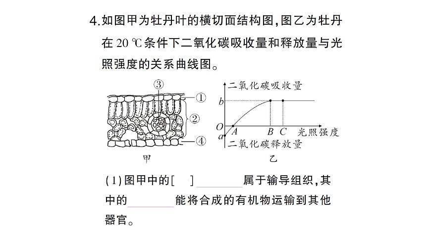 初中生物新北師大版七年級上冊第3單元第4章 綠色開花植物的生活方式總結(jié)訓練作業(yè)課件2024秋第7頁