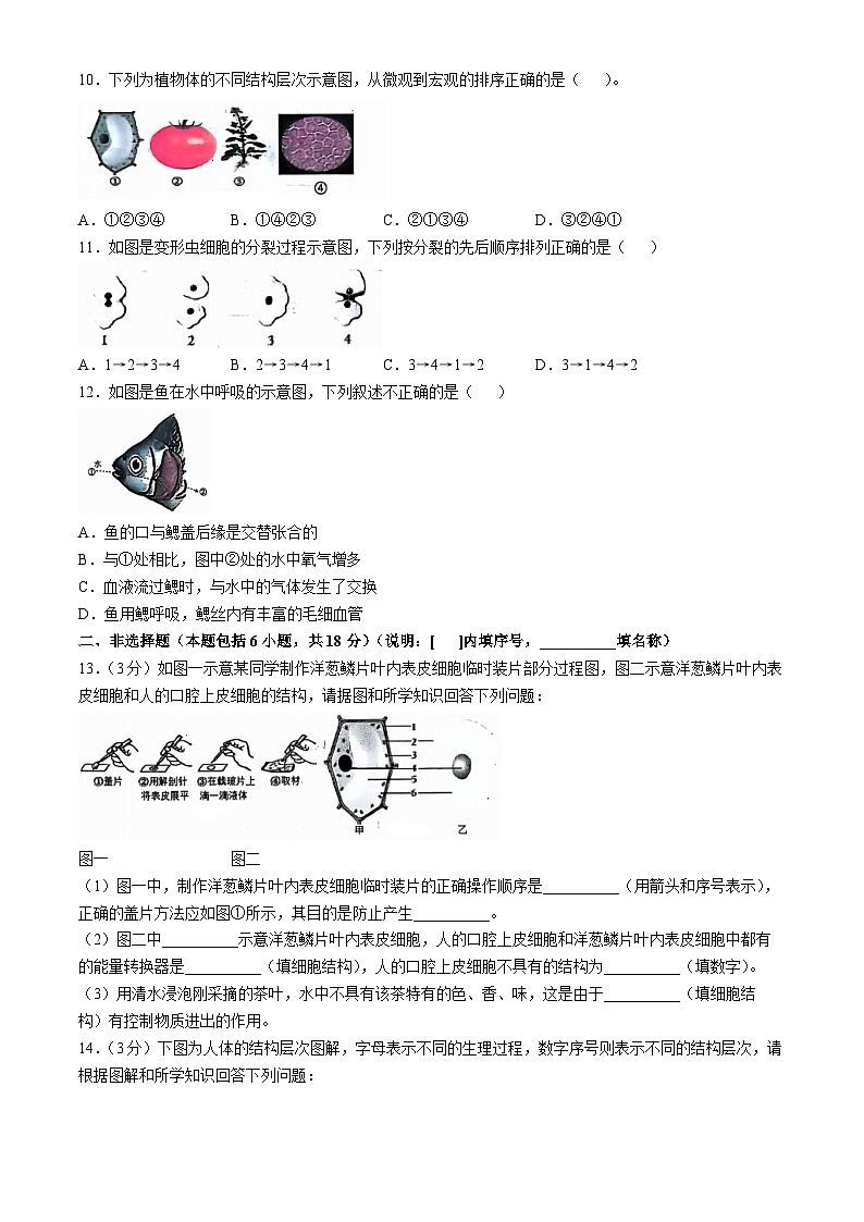 辽宁省大连市瓦房店市2024-2025学年七年级上学期期中生物学试题(无答案)第2页