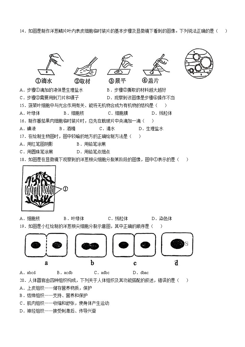 辽宁省鞍山市高新区2024-2025学年七年级上学期期中生物学试题第3页