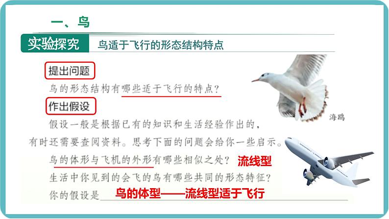 人教版生物七年级上册2.2.2《无脊椎动物-鸟和哺乳动物》教学课件第4页