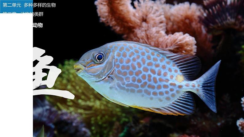 人教版生物七年级上册2.2.2《鱼》教学课件第1页