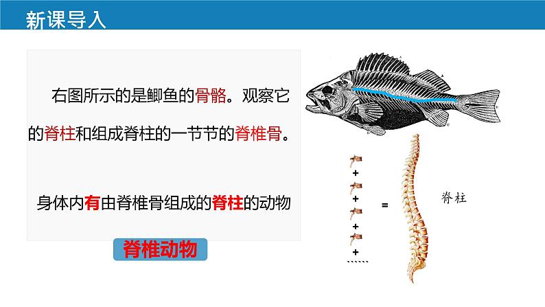 人教版生物七年级上册2.2.2《鱼》教学课件第2页