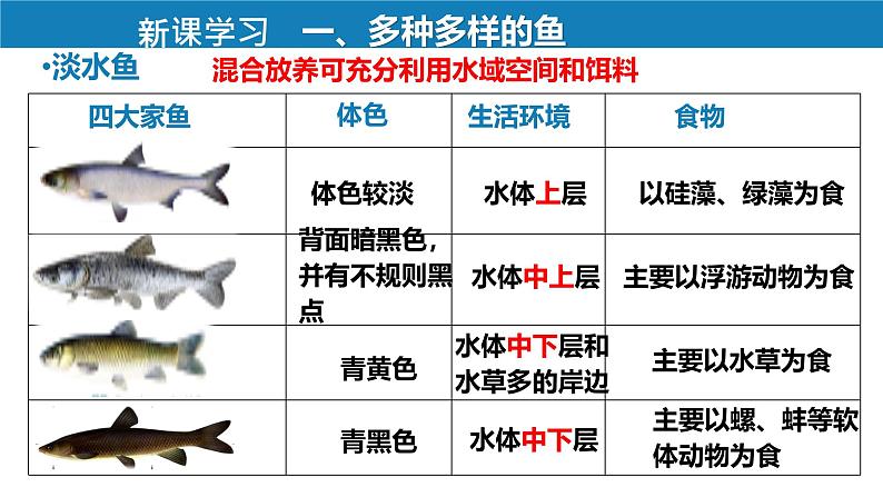 人教版生物七年级上册2.2.2《鱼》教学课件第3页
