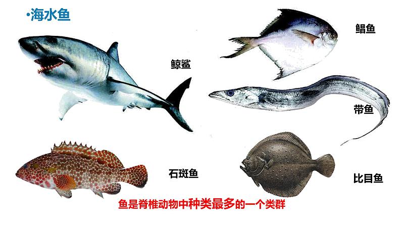 人教版生物七年级上册2.2.2《鱼》教学课件第4页